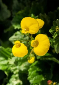 three Calceolaria blooming
