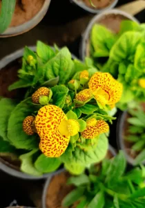 slippers flower in pot