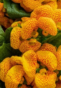 Calceolaria Yellow Tiger flowers