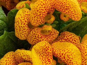 Calceolaria Yellow Tiger flowers