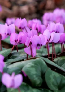 cyclamen lilac close up zoom om the blooms