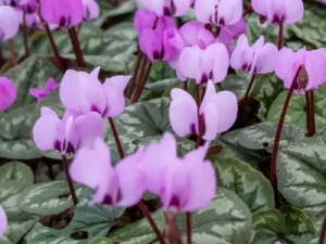 cyclamen lilac greenhouse flowers