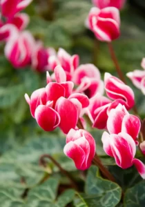 Cyclamen picotee zoom blooms