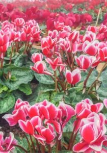 Cyclamen picotee flowers in a greenhouse