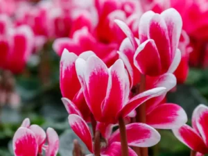 Cyclamen picotee close up flower