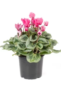 cyclamen pink in a pot for a close up