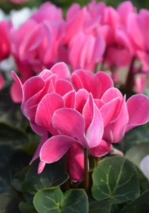cyclamen pink close up