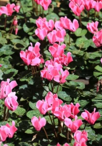 cyclamen pink in greenhosue