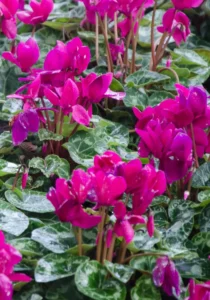 cyclamen purple flowers