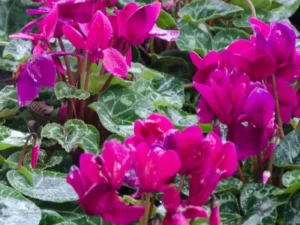 cyclamen purple flowers