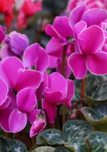 cyclamen purple zoom blooms