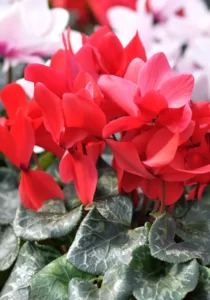 Cyclamen Red close up