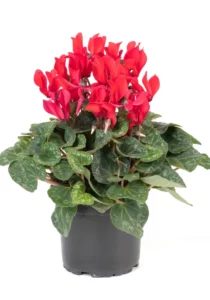 Cyclamen Red in pot