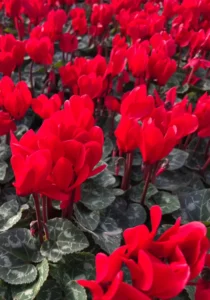 Cyclamen Red flowers in the nursery