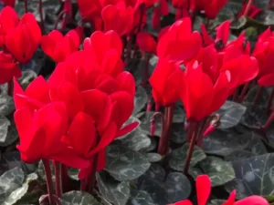 Cyclamen Red flowers in the nursery