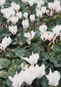 Cyclamen white in the greenhouse
