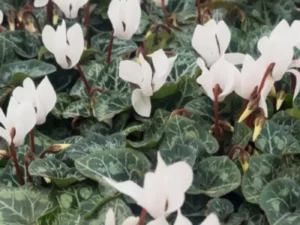 Cyclamen white in the greenhouse