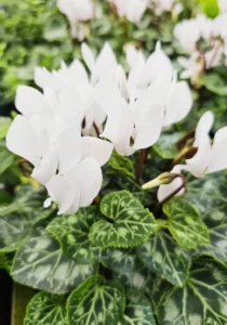 Cyclamen white close up