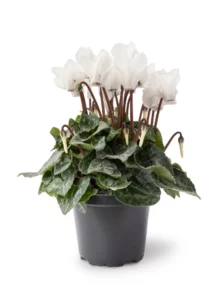 Cyclamen white in pot