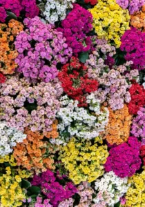 Kalanchoe Mix in greenhouse colourful