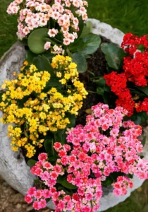 Kalanchoe flowers in a big pot