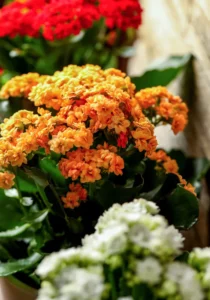 Kalanchoe orange in pot with red and white flowers