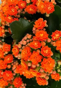 Kalanchoe orange flowers