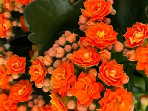 Kalanchoe orange flowers