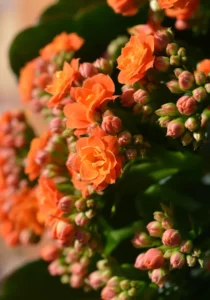 Kalanchoe orange close up