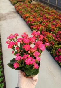 Kalanchoe Pink in a pot