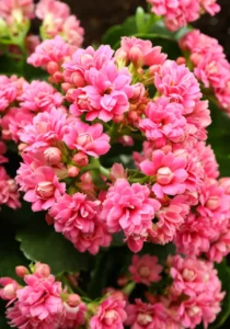 Kalanchoe Pink close up