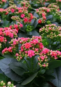 Kalanchoe Pink flowers in greenhouse