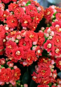 Kalanchoe Red flowers