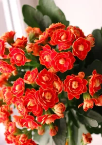 Kalanchoe Red close up