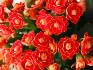 Kalanchoe Red close up