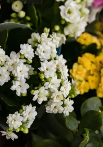 Kalanchoe White in greenhouse