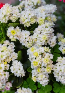 Kalanchoe White flowers