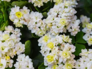 Kalanchoe White flowers
