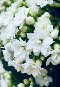 Kalanchoe White close up zoom blooms
