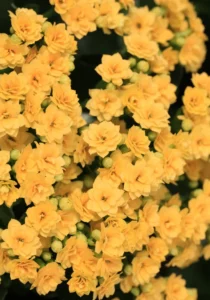 Kalanchoe yellow flowers