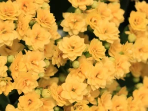 Kalanchoe yellow flowers