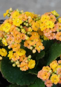 Kalanchoe yellow close up