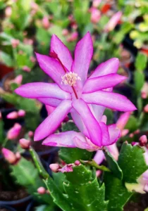 Schlumbergera Thor Caroline purple close up blooms