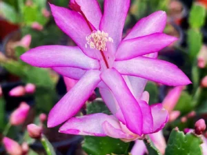 Schlumbergera Thor Caroline purple close up blooms