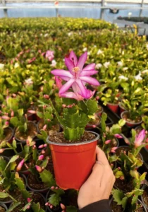 Schlumbergera Thor Caroline in a pot
