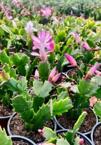 Schlumbergera greenhouse