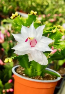 Schlumbergera Thor Cecile in a pot