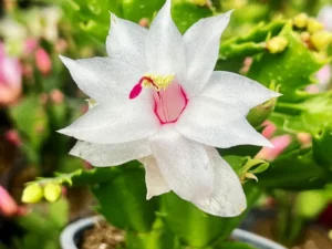Schlumbergera Thor Cecile in a pot
