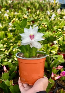 potted Schlumbergera white