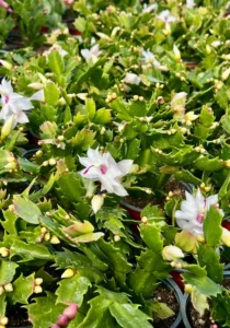 white Schlumbergera in a greenhouse